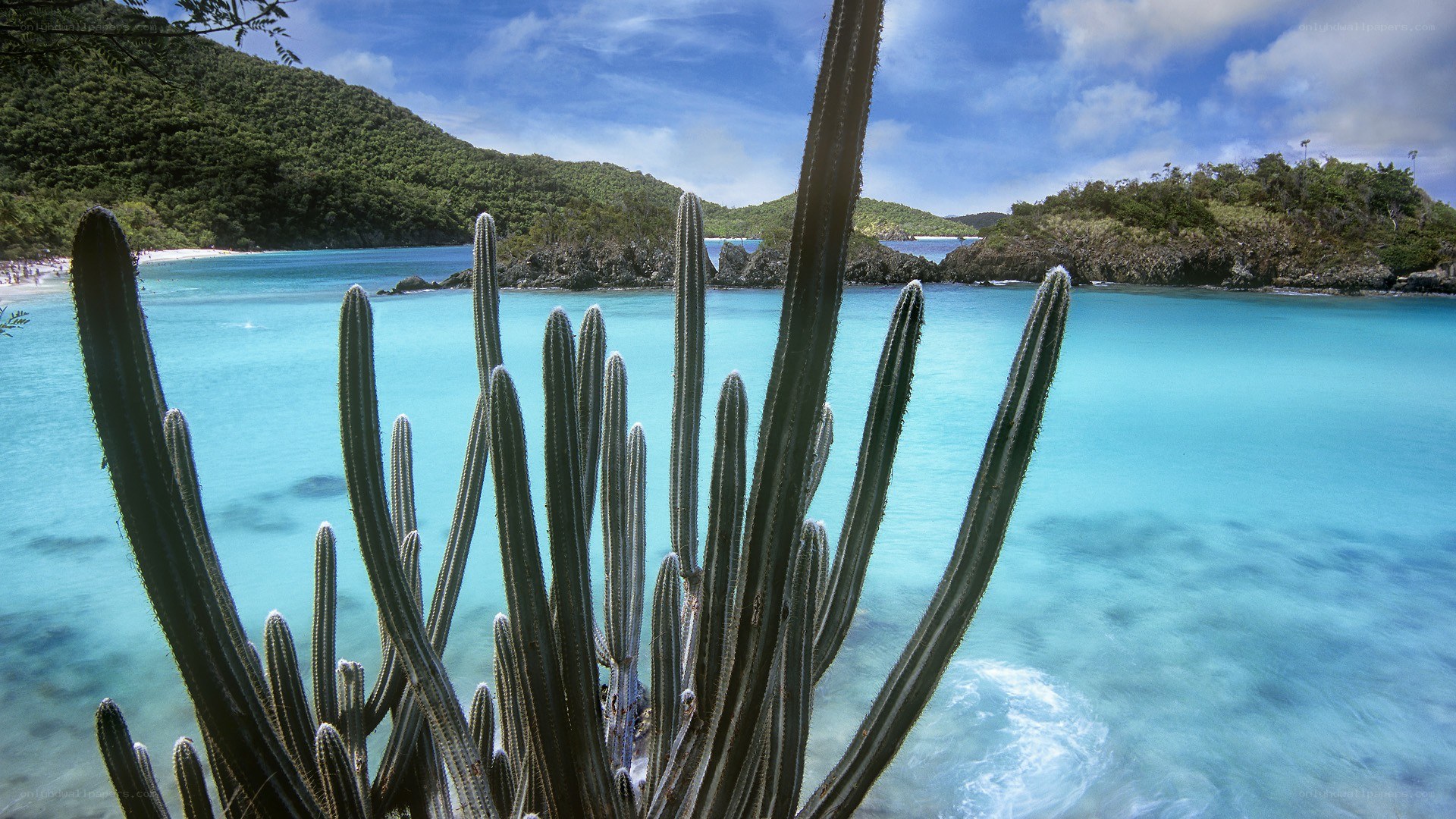 Cactus by turquoise bay