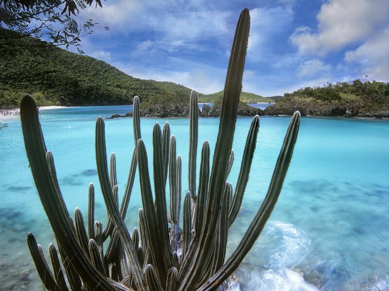 Cactus by Turquoise Water