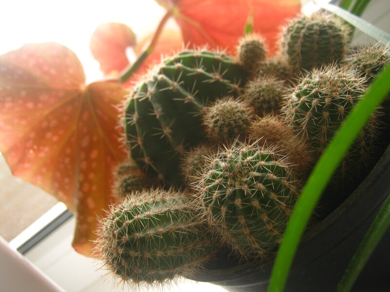 Cactus cluster in sunlight