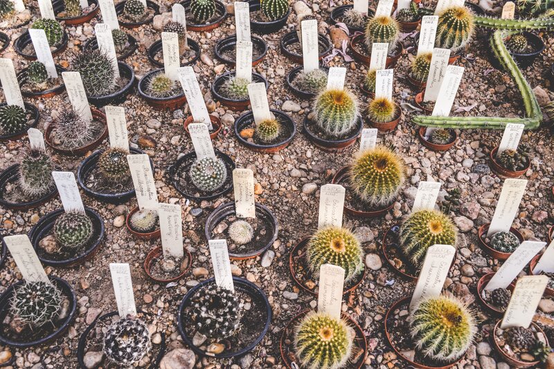 Cactus collection with labels