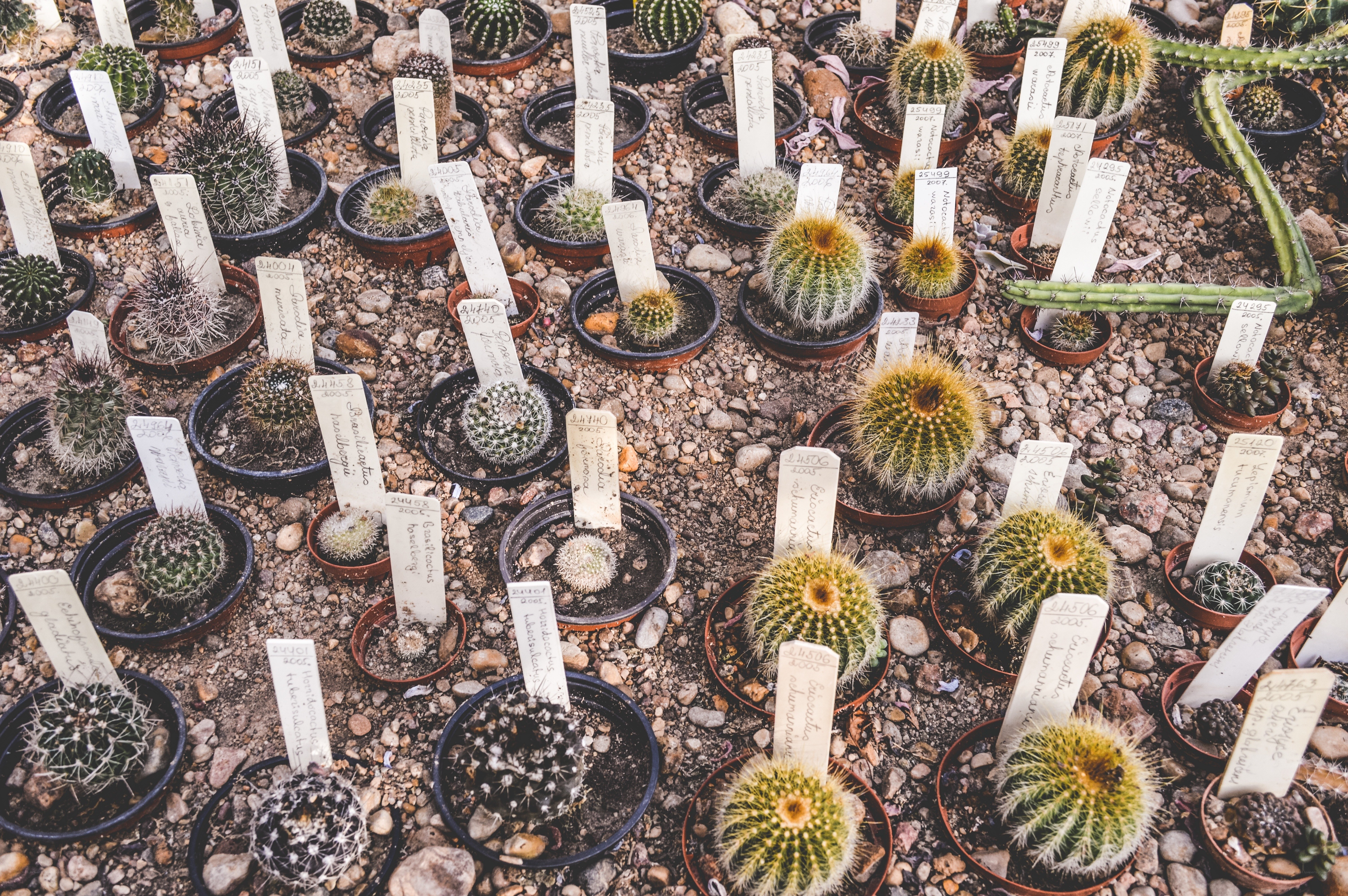 Cactus collection with labels