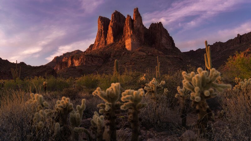 Cactus-covered Desert Landscape