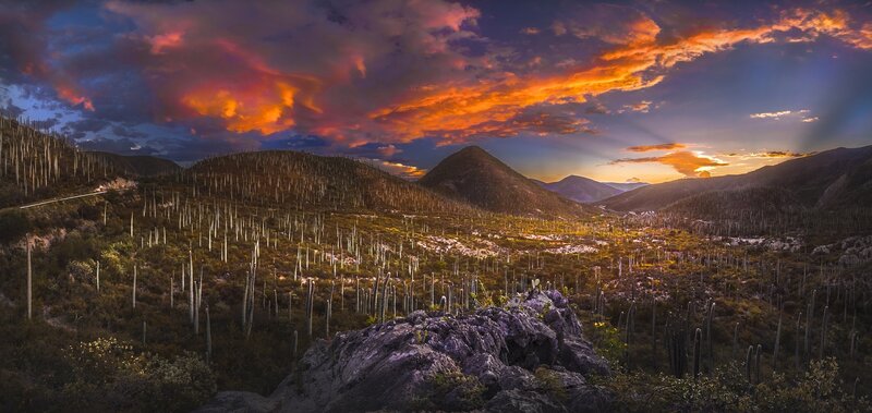 Cactus-covered Hills at Sunset