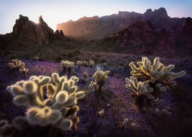 Cactus Field at Sunrise