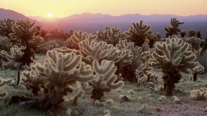 Cactus field at sunset