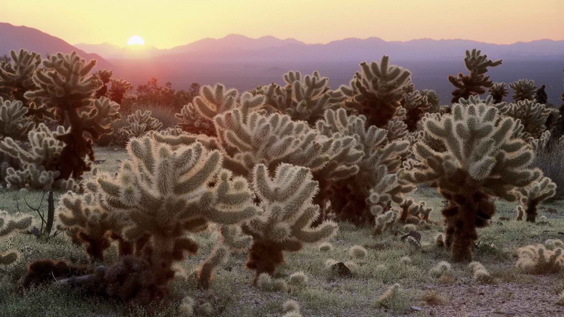 Cactus field at sunset