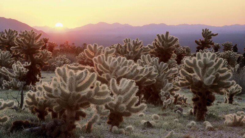 Cactus field at sunset