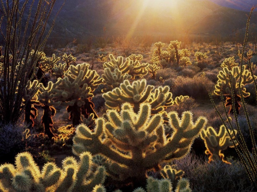 Cactus field at sunset