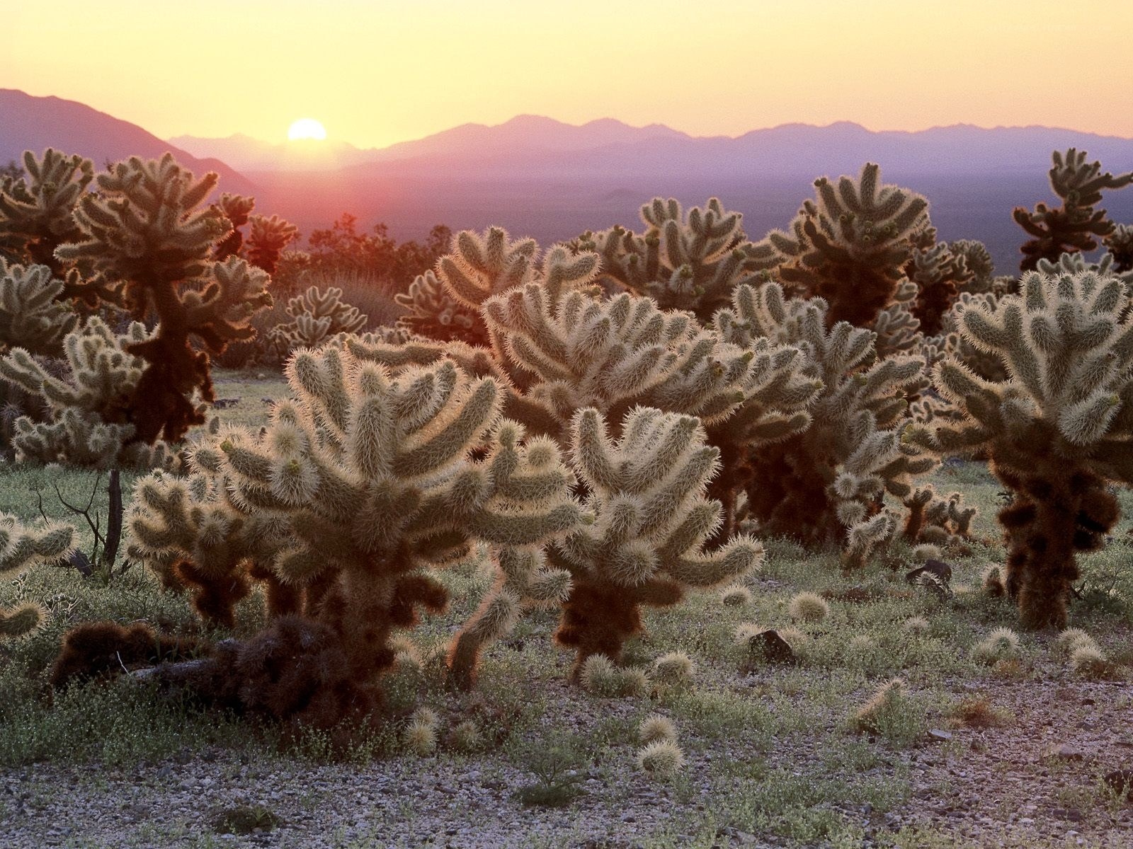 Cactus field at sunset