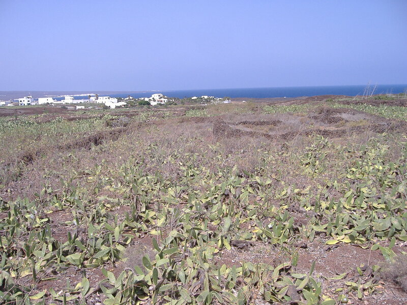 Cactus field near coastal village
