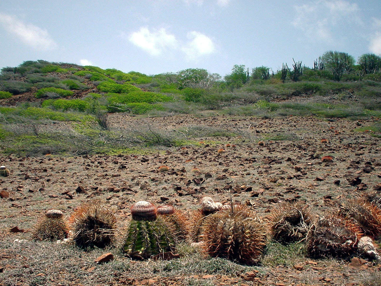 Cactus field on a rocky hillside