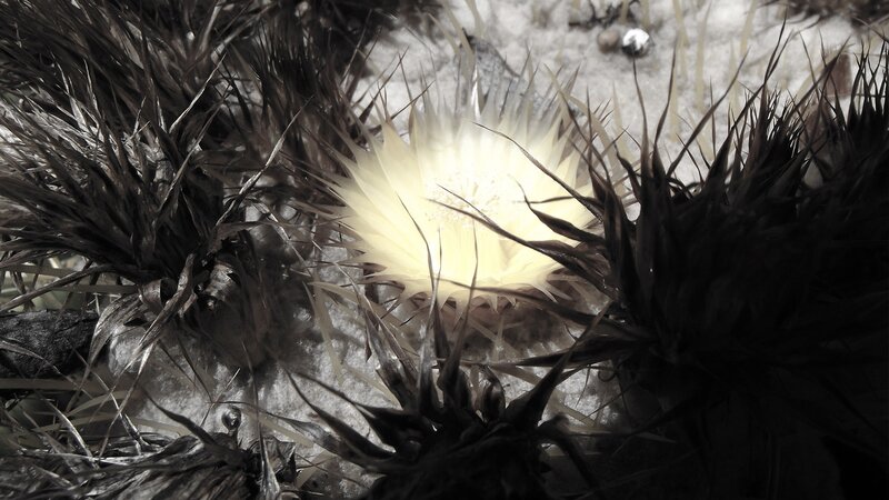 Cactus Flower Bloom