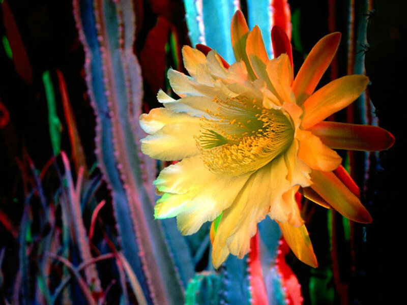 Cactus Flower Blooming