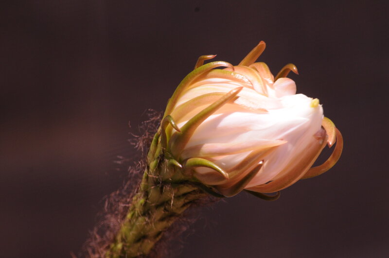 Cactus flower bud in bloom