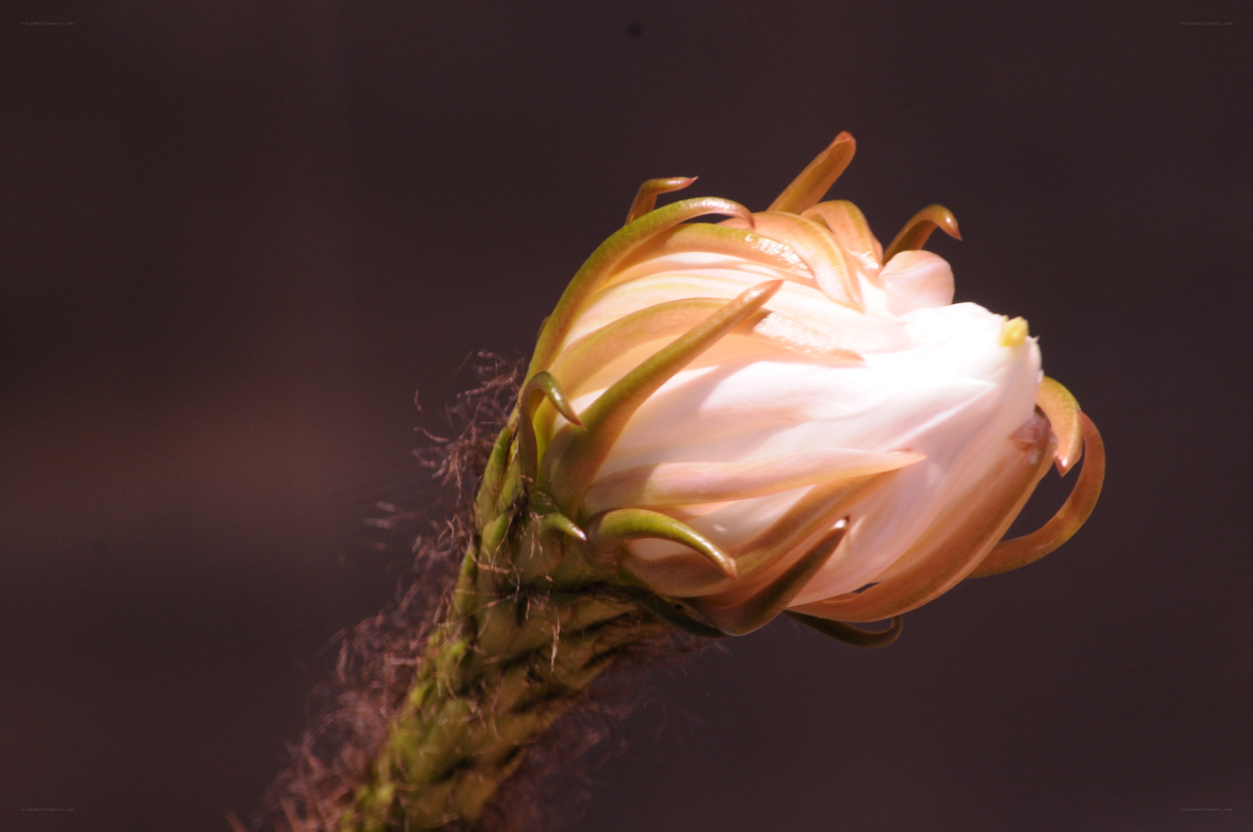 Cactus flower bud in bloom