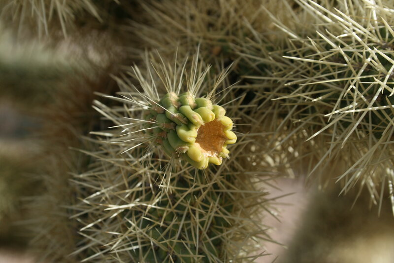 Cactus Flower Bud