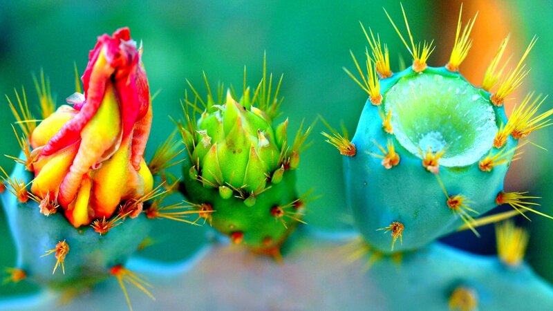 Cactus Flower Buds — Green