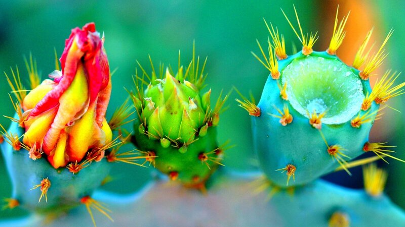 Cactus Flower Buds — Green, Vibrant