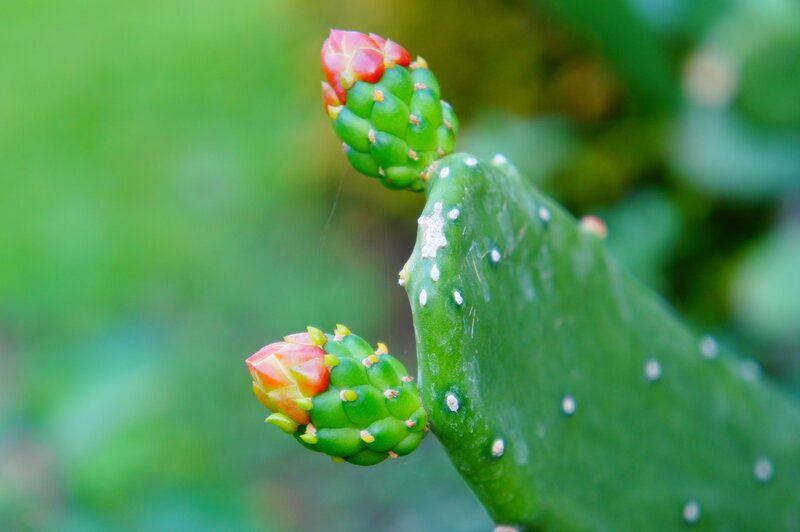 Cactus Flower Buds