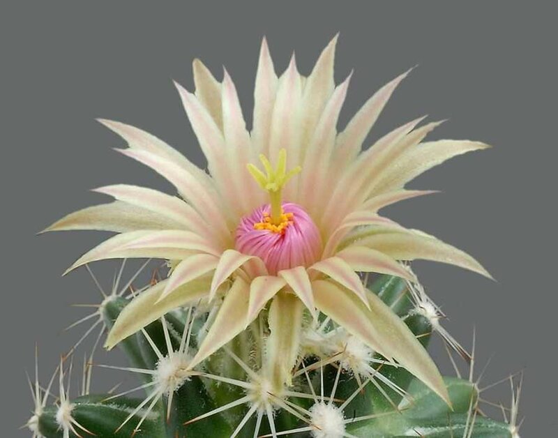 cactus flower in bloom