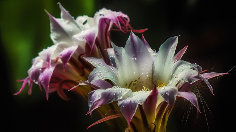 Cactus Flower with Water Droplets