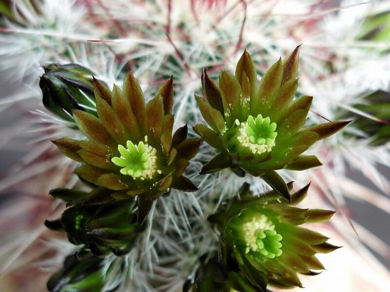 Cactus Flowers Blooming