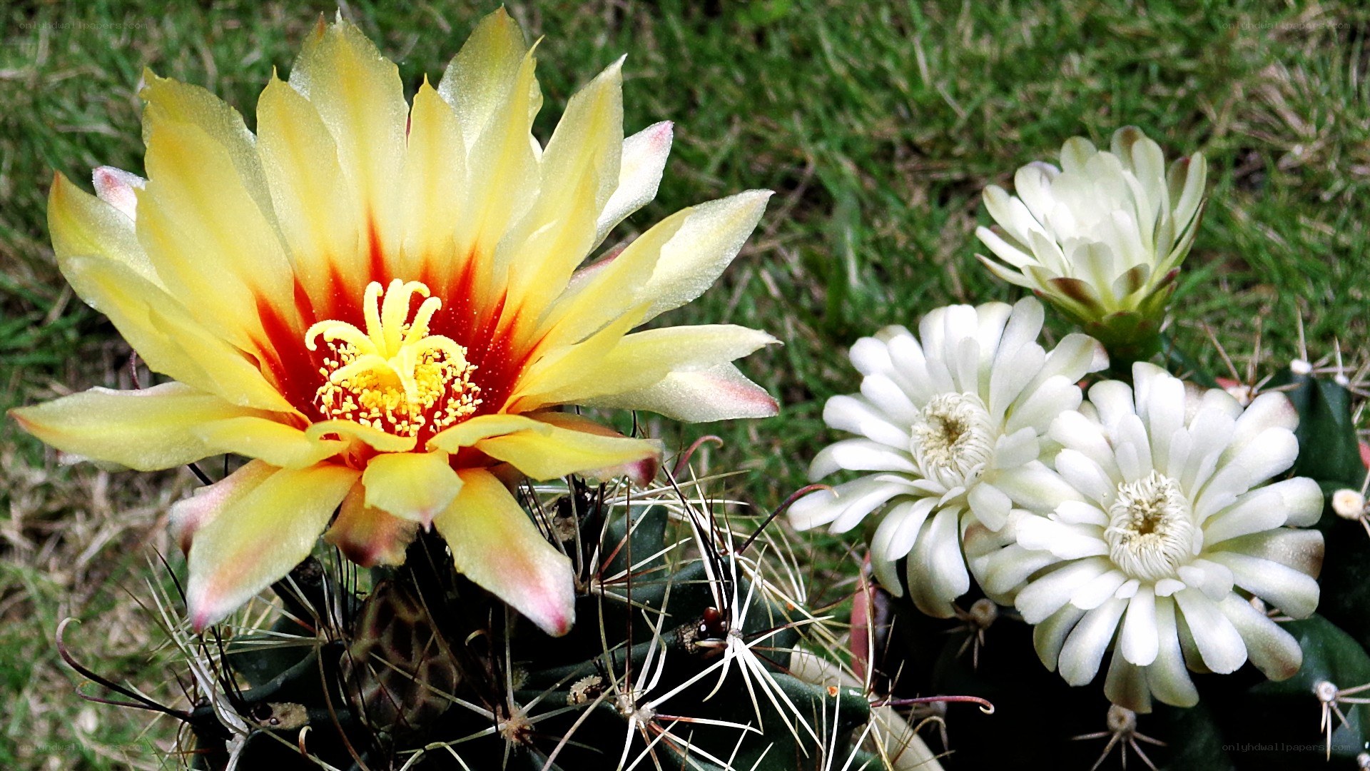 Cactus flowers in bloom