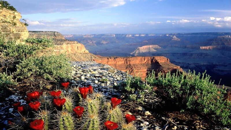 Cactus Flowers in Canyon