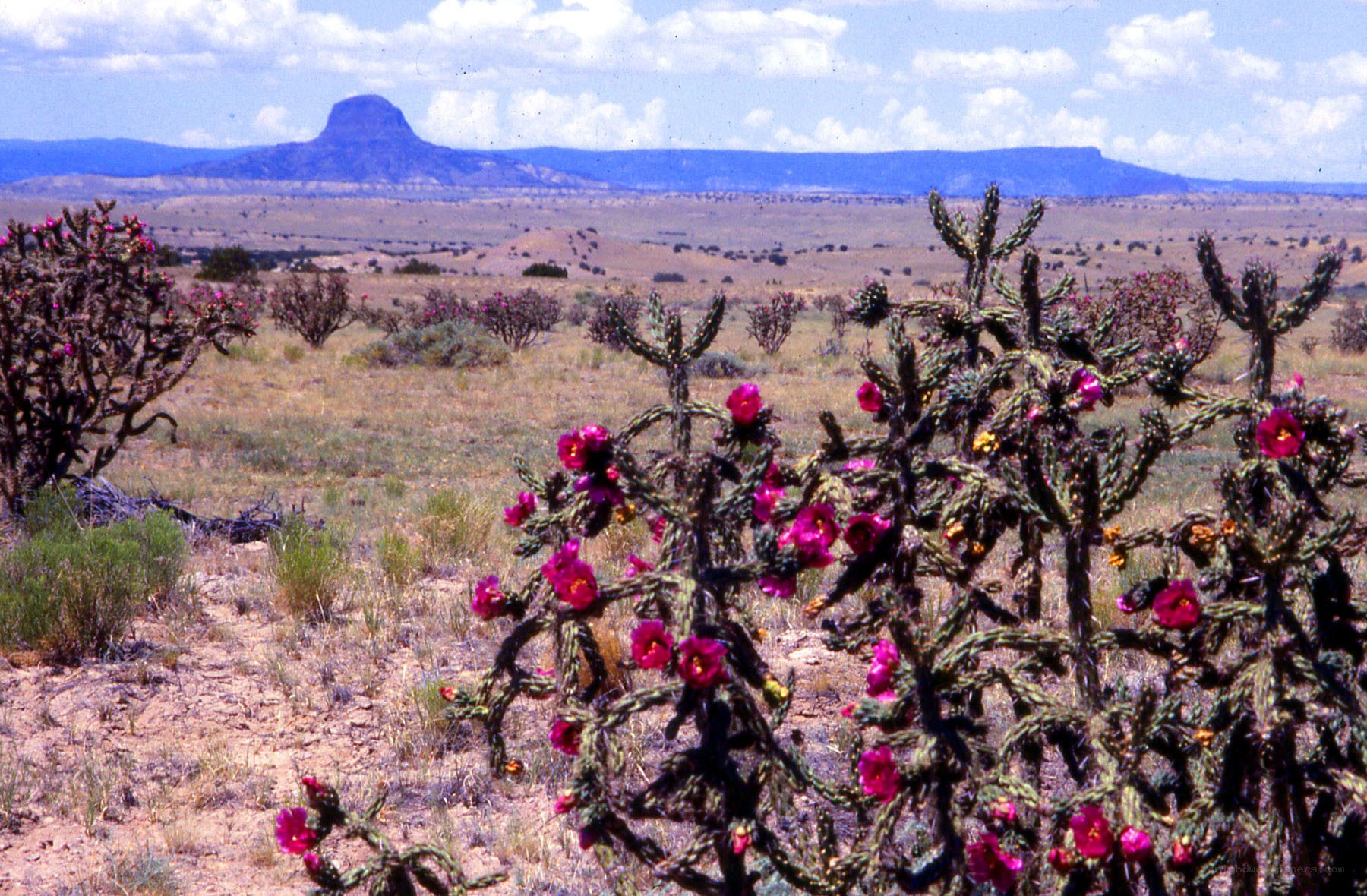 Cactus flowers in desert landscape