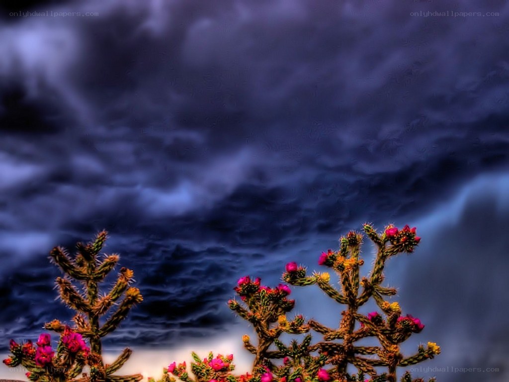 Cactus flowers under stormy sky