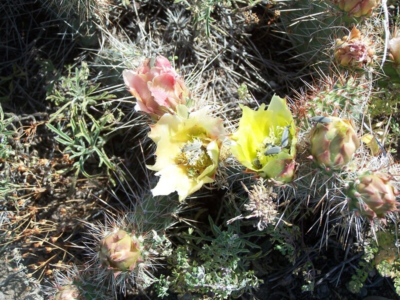 Cactus Flowers with Beetles