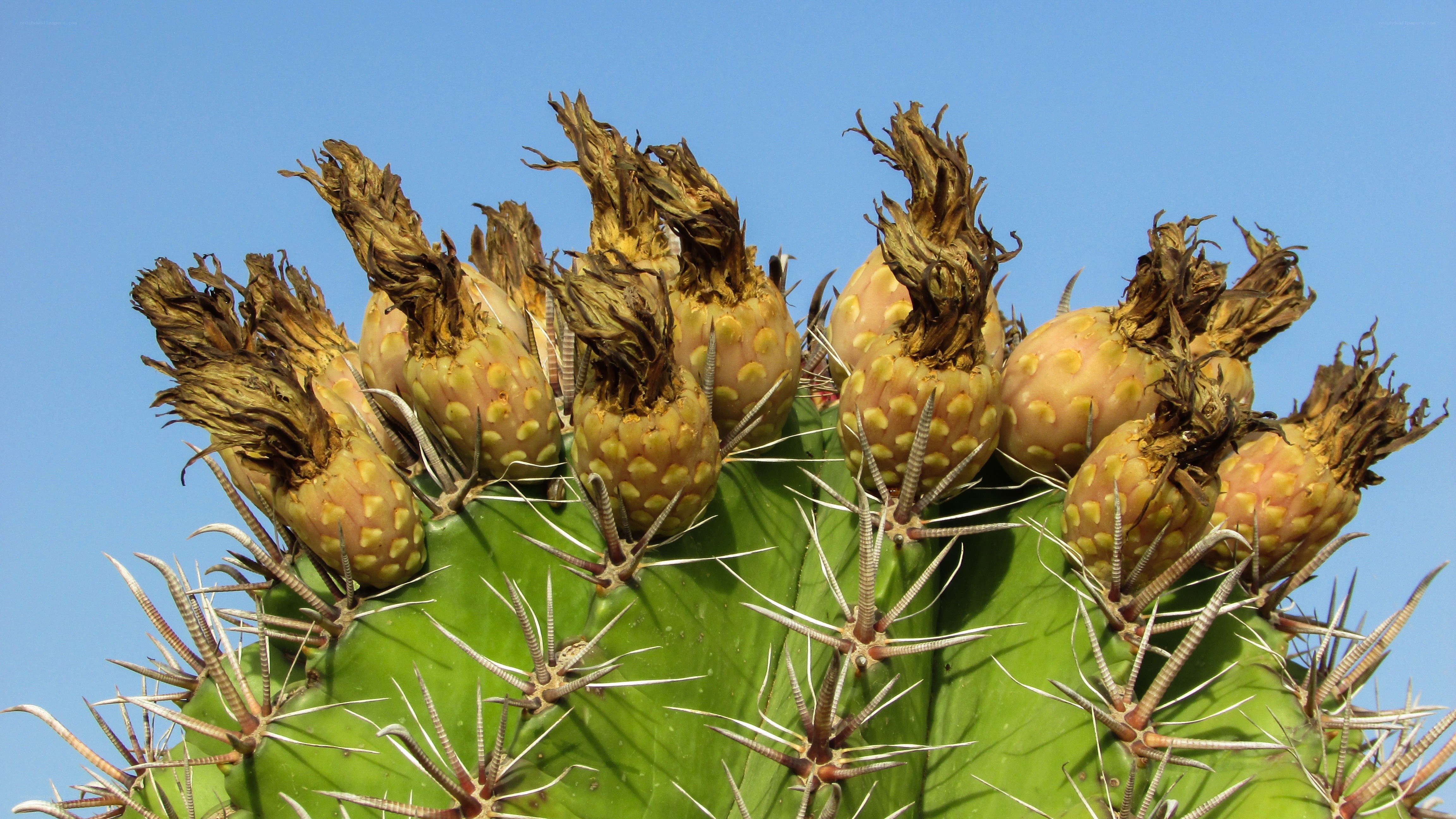 cactus fruit against blue sky