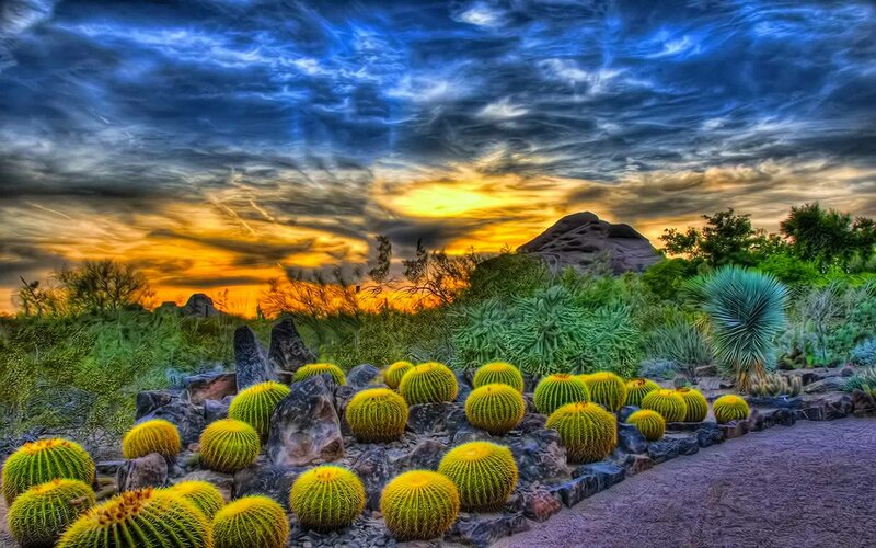 Cactus Garden at Sunset — Blue