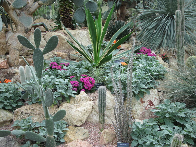 Cactus Garden Display — Green, Natural, Afternoon