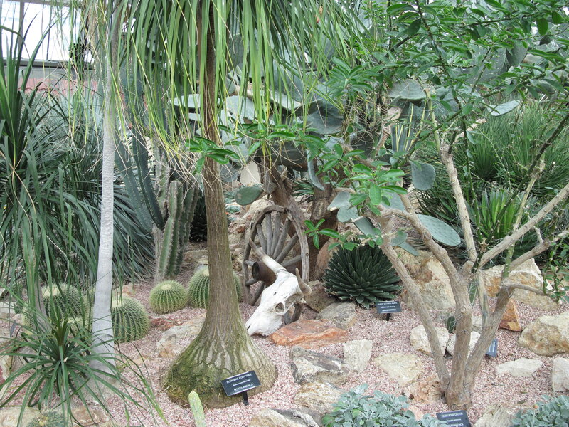 Cactus Garden Display — Green, Natural, Photograph