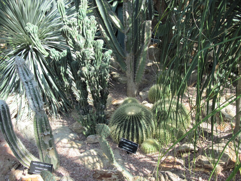 Cactus Garden Display — Green, Natural