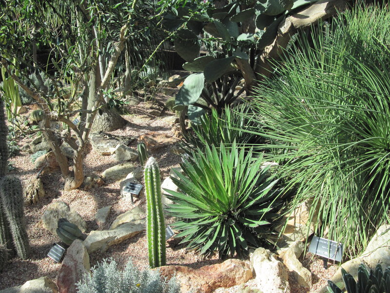 Cactus Garden Display — Green