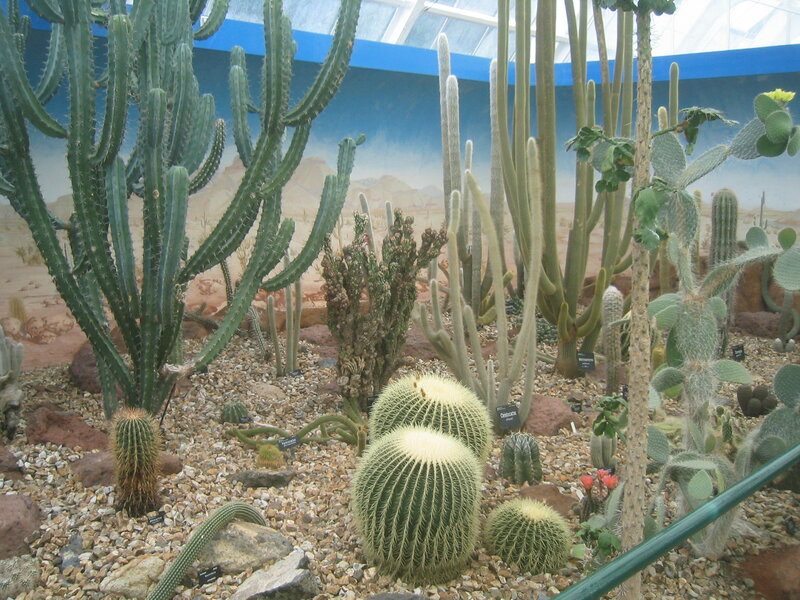 Cactus garden display