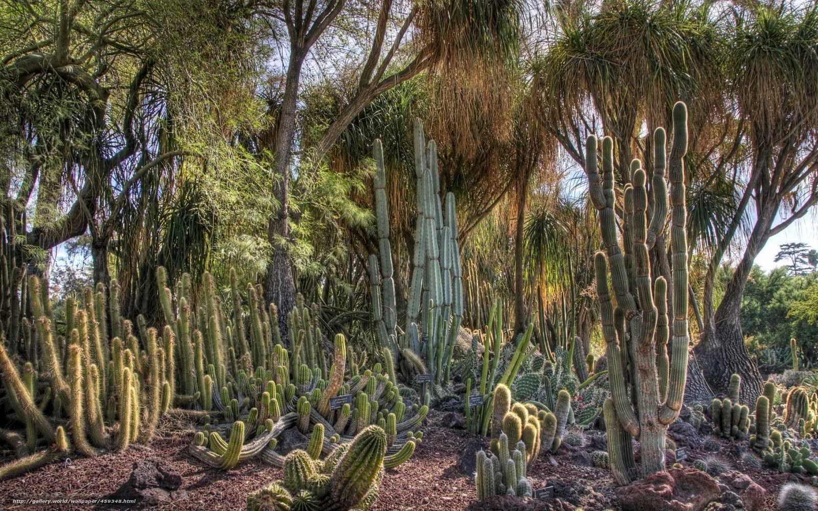 Cactus garden in botanical park