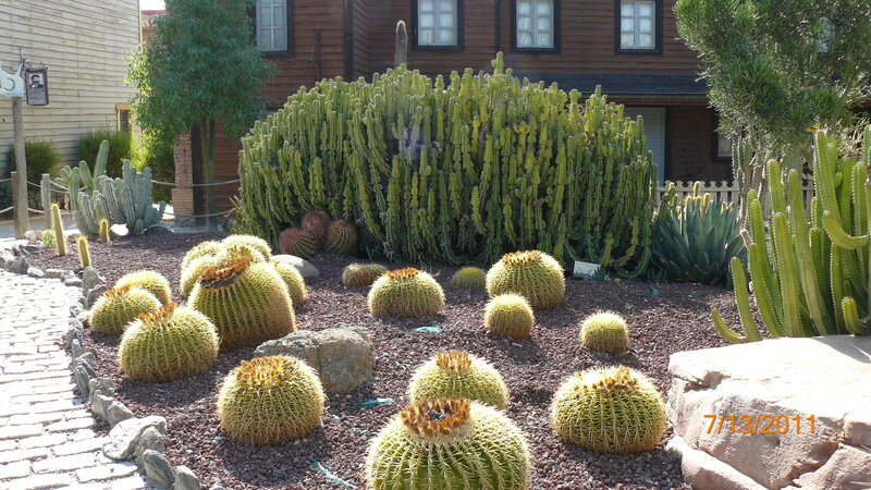 Cactus Garden in Courtyard