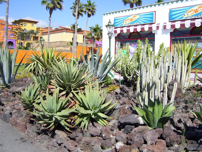 Cactus garden in front of shop