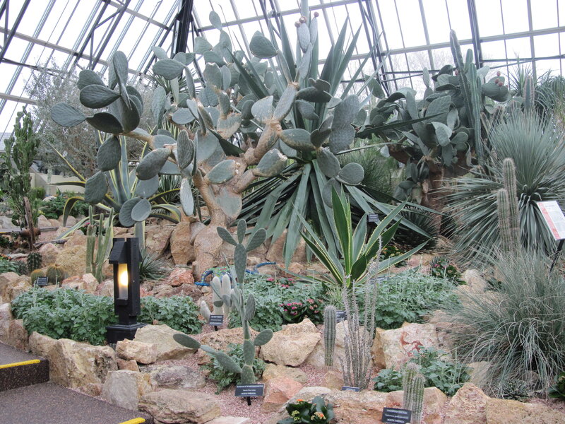 Cactus Garden in Greenhouse — Green, Calm, Afternoon