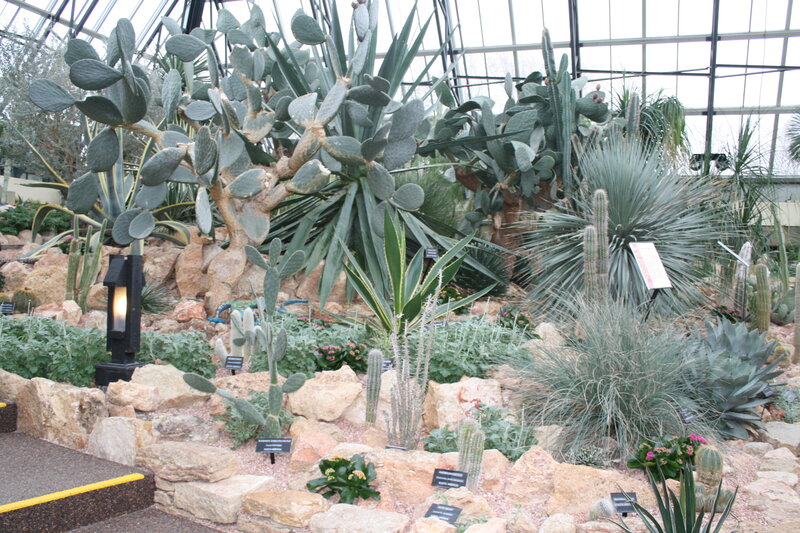 Cactus Garden in Greenhouse — Green, Calm