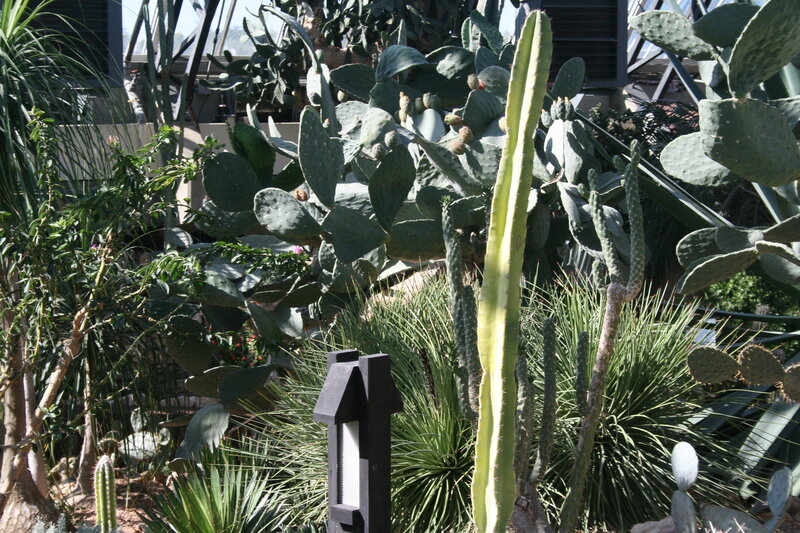 Cactus Garden in Greenhouse — Green, Natural