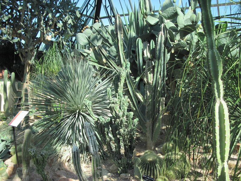 Cactus Garden in Greenhouse — Green