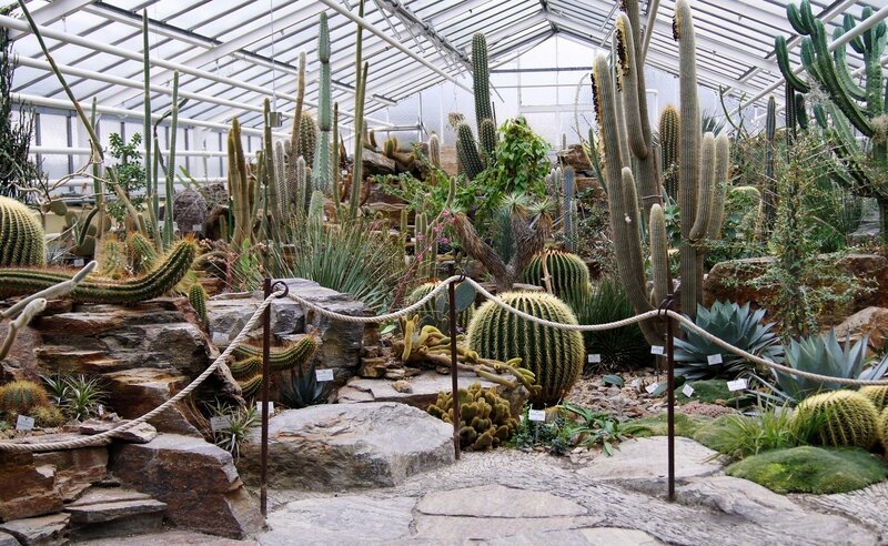 Cactus garden in greenhouse