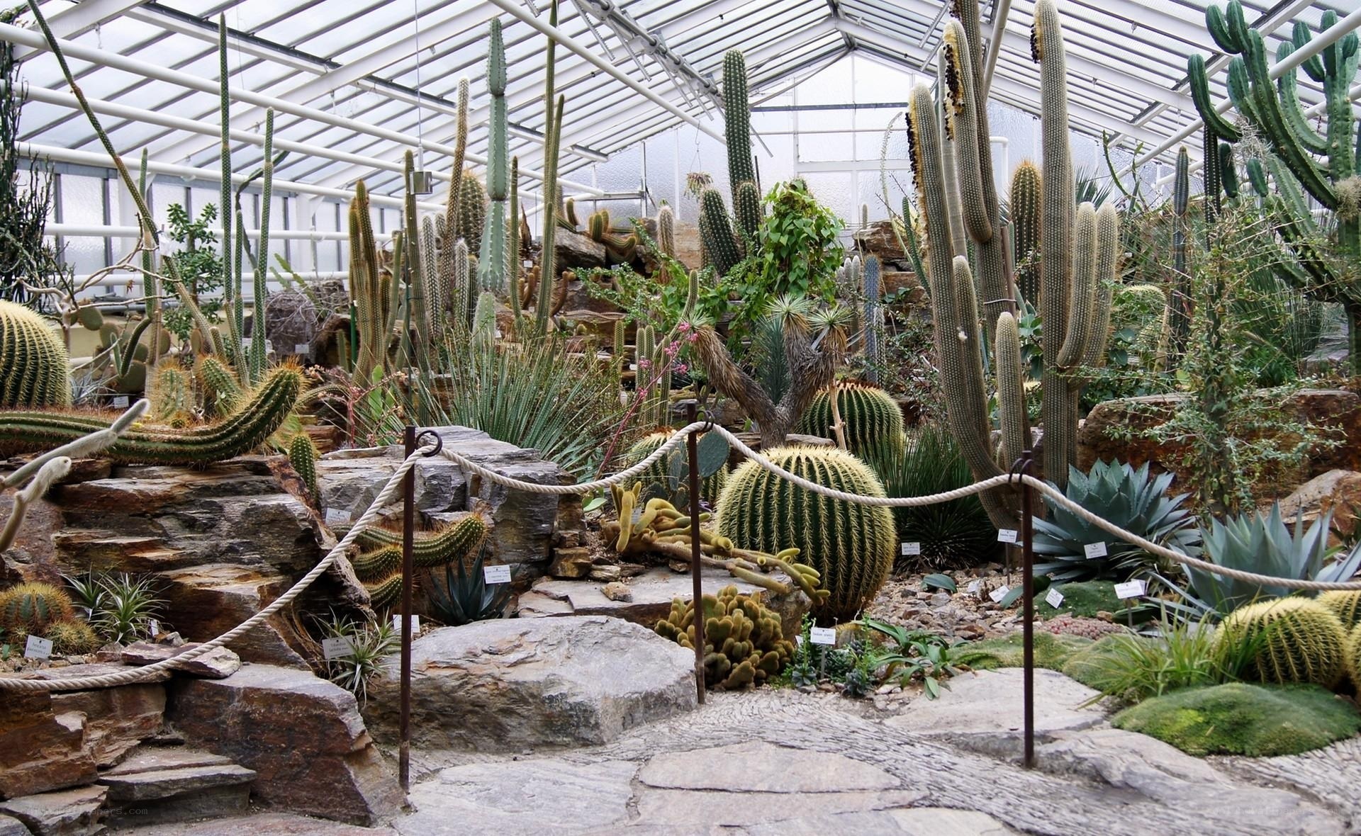 Cactus garden in greenhouse