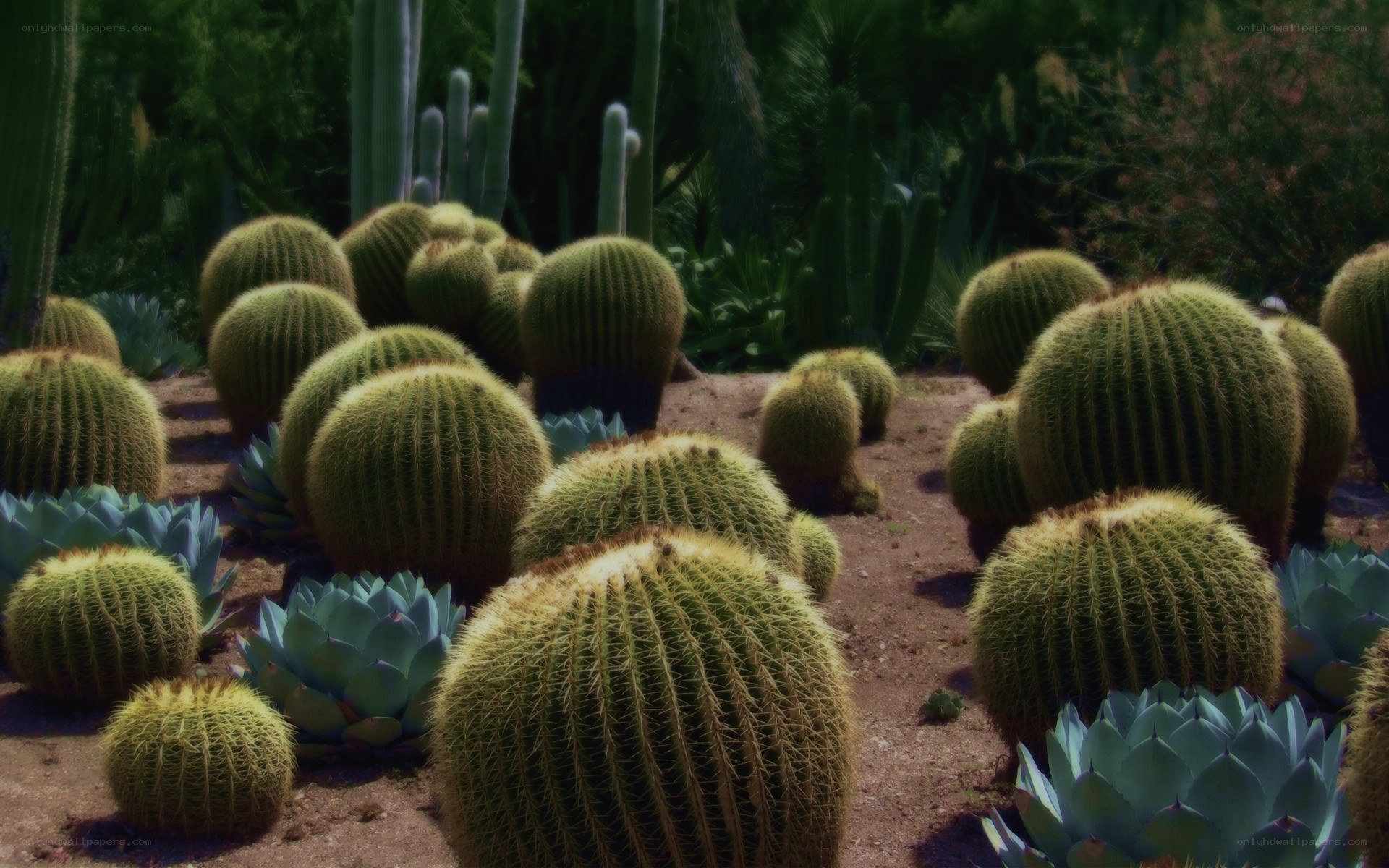 Cactus garden in sunlight