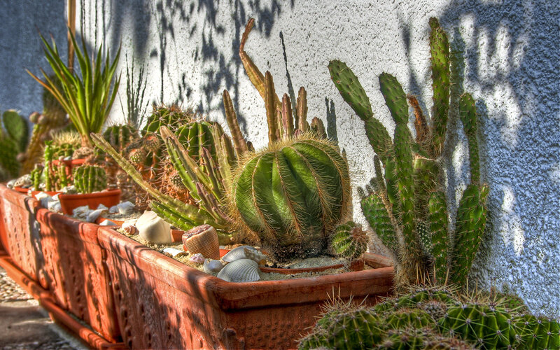 Cactus garden in terracotta planter