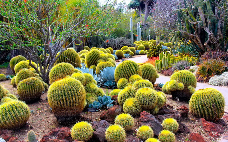 Cactus Garden Landscape — Green, Serene, Afternoon, Photograph, Plants